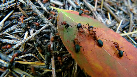 Worker ants on a leaf